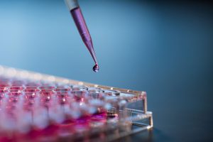 in vitro biocompatibility testing